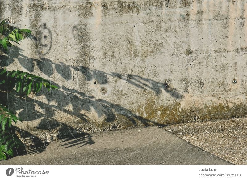 Green fronds and a smiley face on a concrete wall in the industrial area, the sun laughs above everything Concrete Wall (building) green Weed Smiley Shadow
