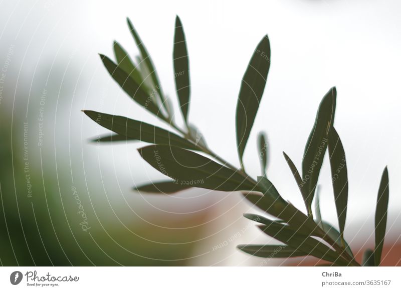 Close up branch of olives tree and black ripe olives - a Royalty Free Stock  Photo from Photocase