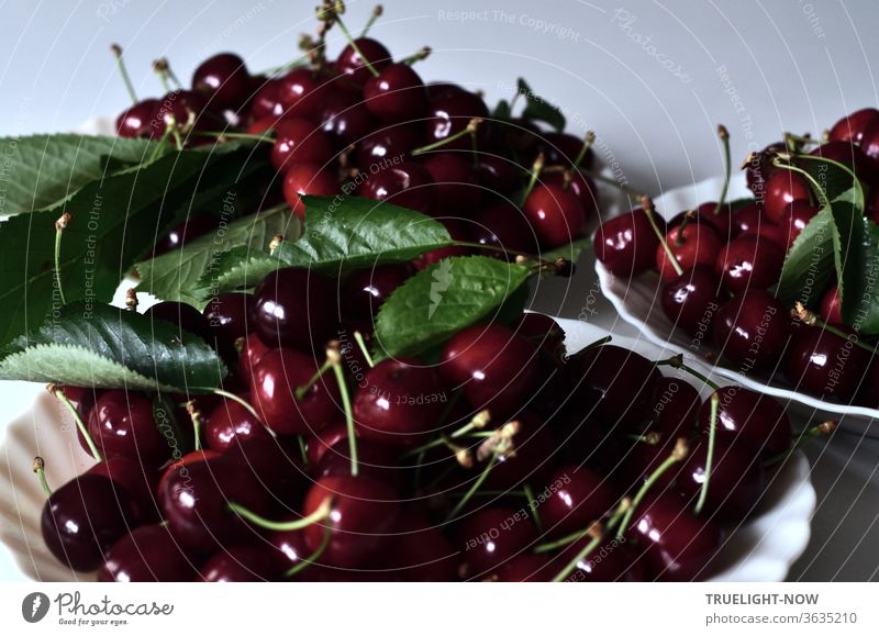Fresh from the tree and picked by themselves, the thick, sweet, dark red cherries lie together with some green leaves on three plates, ready to be eaten Red