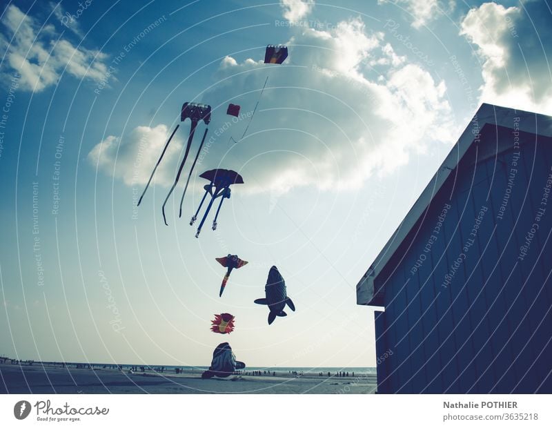 Kites on the beach kites Beach Sky seascape Clouds Clouds in the sky clouds sky flight holidays Exterior shot Colour photo Flying Horizon Wind Ocean Coast Water