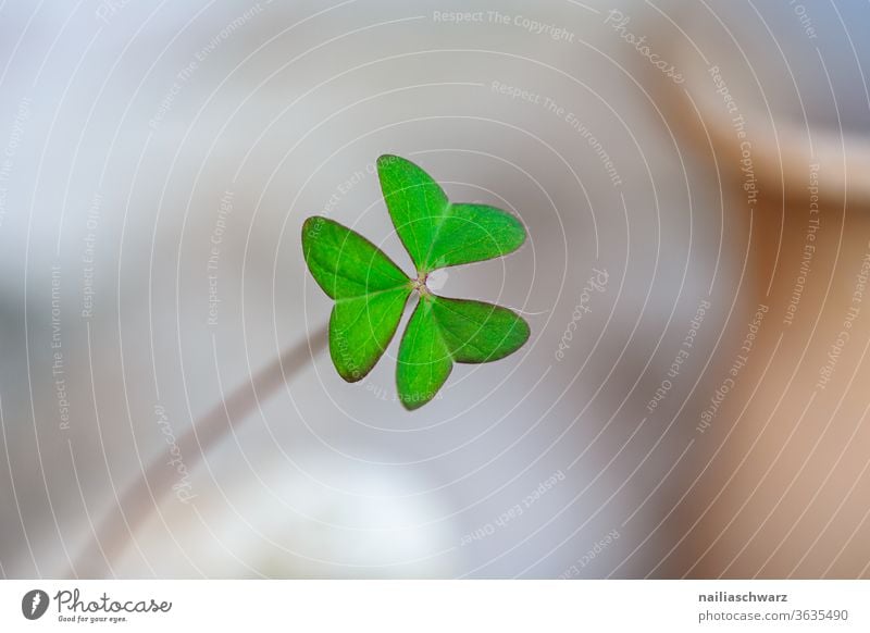 shamrock Cloverleaf flaked luck Good luck charm New Year's Eve Nature Plant Part of the plant green Colour Emotions Hope Religion and faith Four-leaved Life