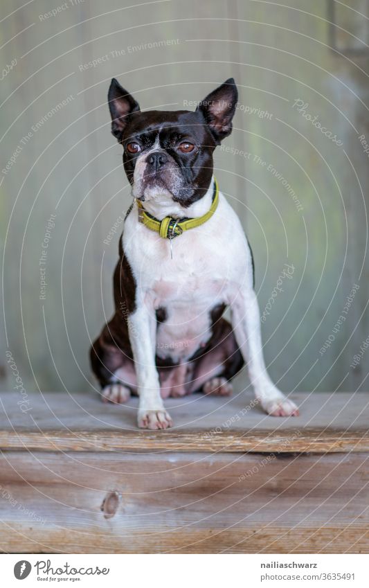 Boston Terrier Dog boston terrier Boston terrier French Bulldog Puppydog eyes Cute Animal portrait Pride Sit Pet Exterior shot Purebred Purebred dog Two-tone