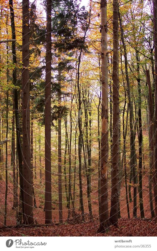 Autumn forest Forest Tree Leaf Multicoloured Yellow Brown Green Tree bark Tree trunk Floor covering leafy Twig Branch