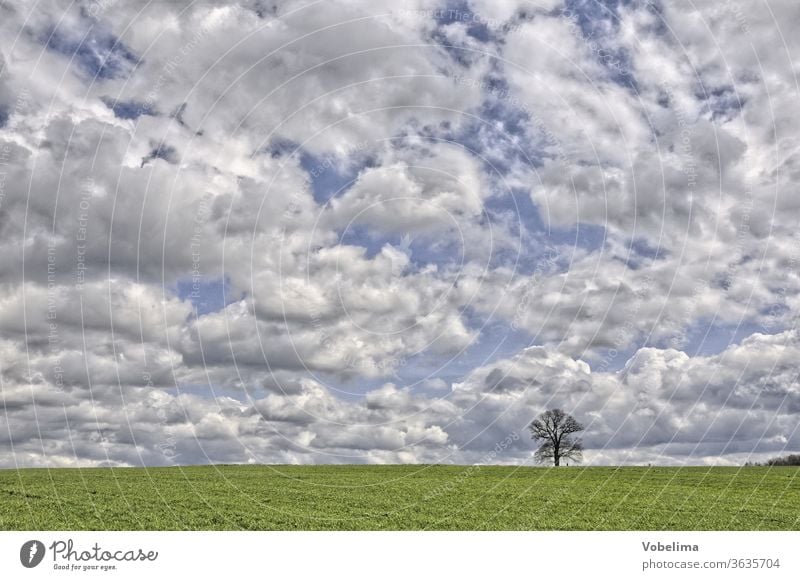 Russian oak near Michelstadt russian oak michelstadt Odenwald Hesse Germany Europe tree Field acre Sky cloud Clouds cloudy sky Individual by oneself Lonely