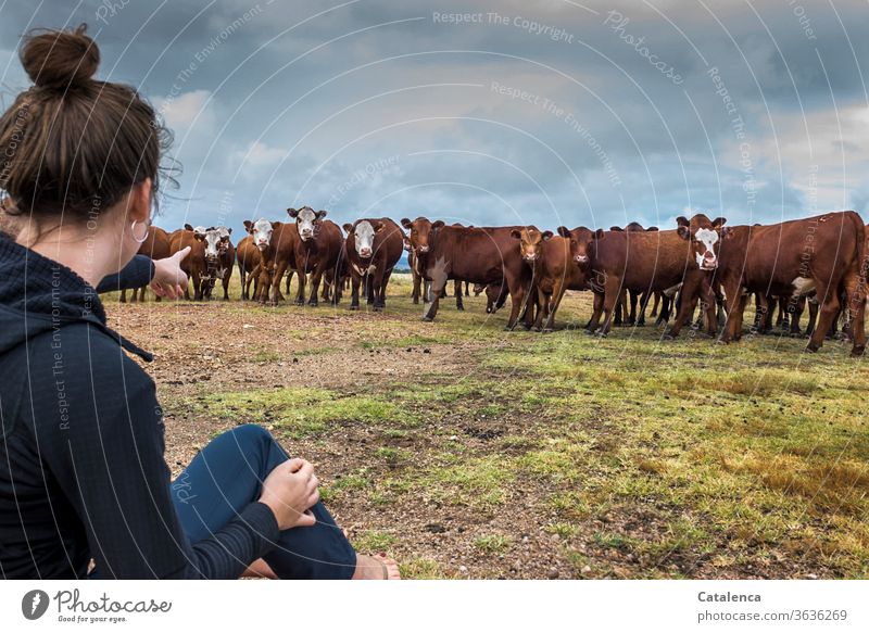 The young woman points to a particularly curious cow in the herd cattle Herd of cattle Cow Farm animal Animal Grass Meadow Sky Willow tree Agriculture