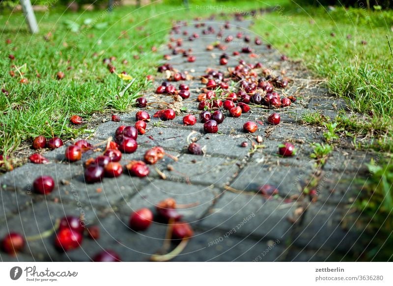 Cherries again depth of field cherries Harvest Garden Grass allotment Garden allotments Deserted Nature Plant Lawn tranquillity Garden plot Relaxation Summer