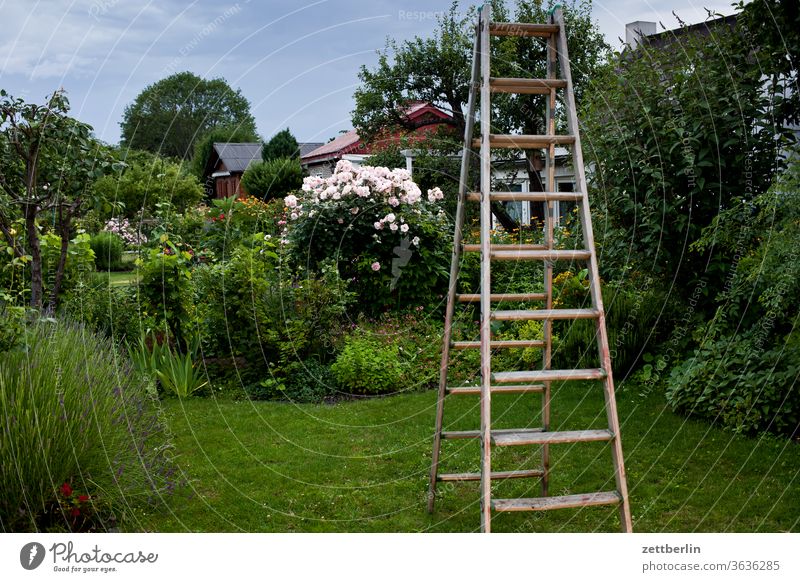 Ladder in the garden tree Berries flowers blossom bleed Relaxation holidays Garden Grass Sky Redcurrant cherries allotment Garden allotments Deserted Nature