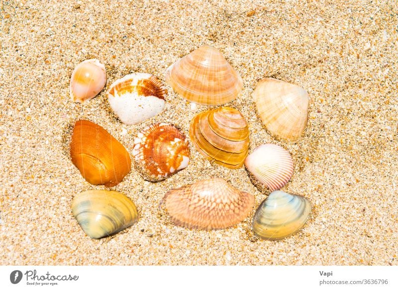 Florida seashells Stock Photos, Royalty Free Florida seashells
