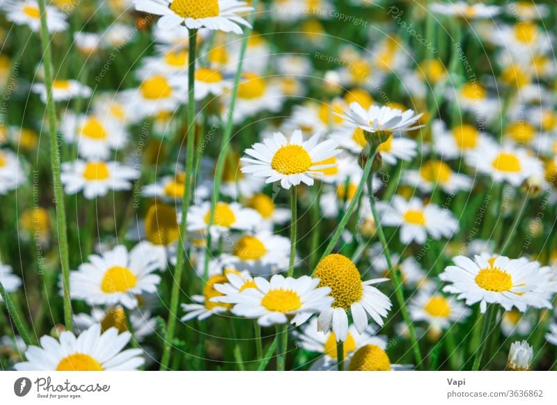 White flowers daisy on green field white chamomile nature meadow spring blossom many summer plant beautiful grass natural background yellow season sunny growth