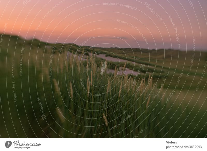 Dune grass in the wind Sunset Marram grass dunes Denmark Coast Relaxation vacation voyage Blur Beach Rye marram grass silent