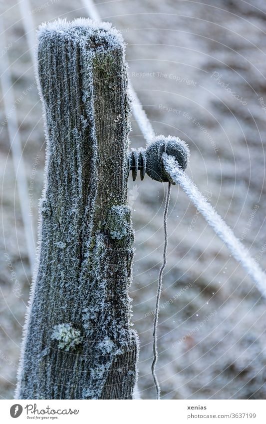 Wooden posts of an electric fence with hoarfrost in winter Fence Winter Electrified fence Hoar frost Ice Frozen Frost Snow Freeze chill wood Pole Ice crystal