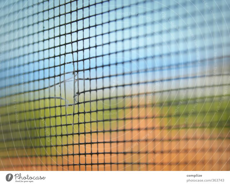 Fly screen without fly Animal Catch Flying Erupting Escape Net Crack & Rip & Tear Hollow Mosquitos Mosquito repellent Way out Colour photo Close-up Detail