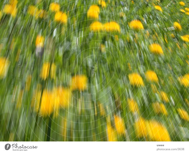 dandelion Dandelion Meadow Yellow Acceleration Flower Blossom Spring Plant Green Movement moving move