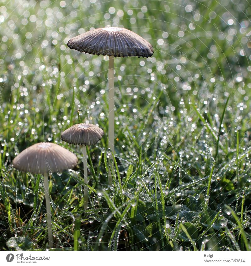 Cuddle group. Wet-feet. Environment Nature Plant Drops of water Autumn Grass Foliage plant Mushroom Garden Glittering Stand Growth Esthetic Simple Small Natural