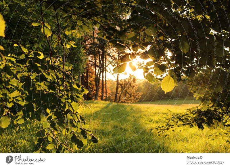 Summer at the edge of the forest Environment Nature Sunrise Sunset Sunlight Beautiful weather Tree Meadow Forest Warmth Soft Colour photo Exterior shot Evening