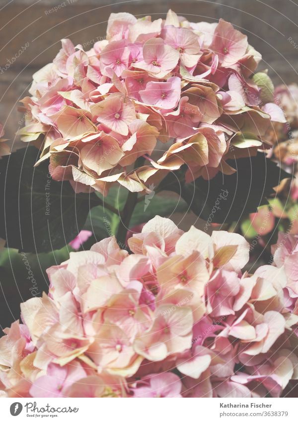 hydrangea Hydrangea blossom Blossom Colour photo Flower Nature Macro (Extreme close-up) Summer Blur Beautiful Day Decoration Detail Pink Green Exterior shot