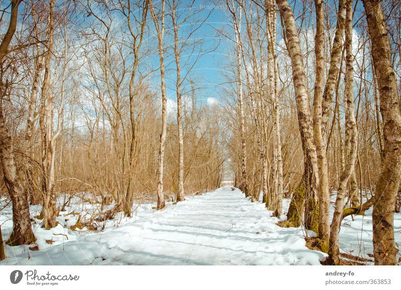 forest path Spring Winter Beautiful weather Snow Tree Forest Bright Spring fever Lanes & trails Snowscape Sunbeam Sunday Romance Blue Sky Forwards Perspective