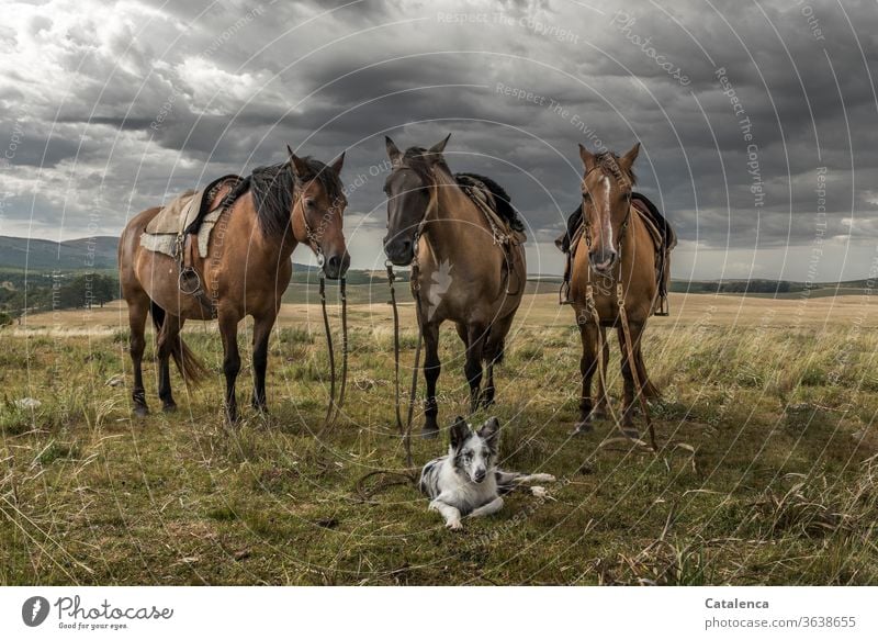 The last picture, ready to go Horse Farm Nature Landscape Rural portrait Mammal Brown mare