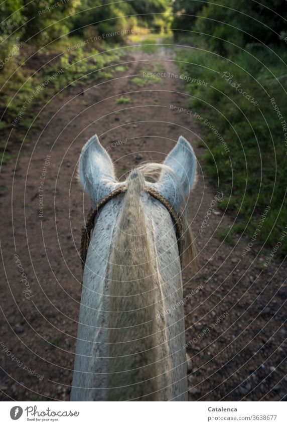Symmetry | horse neck and path from the rider's point of view Animal Farm animal Horse mane clipped Gray (horse) Mane Exterior shot Rider off Grass bushes