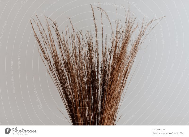 A bunch of dried straw in a studio with a white wall dry plant wheat nature beauty field grain portrait beautiful summer crop rye isolated back horizontal