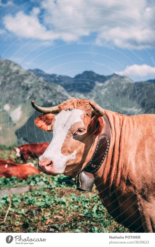 Mountain cow in the Alps Cow necklace bell horns Pasture Alpine pasture Sky Summer Exterior shot Meadow Animal Farm animal Landscape Nature Colour photo