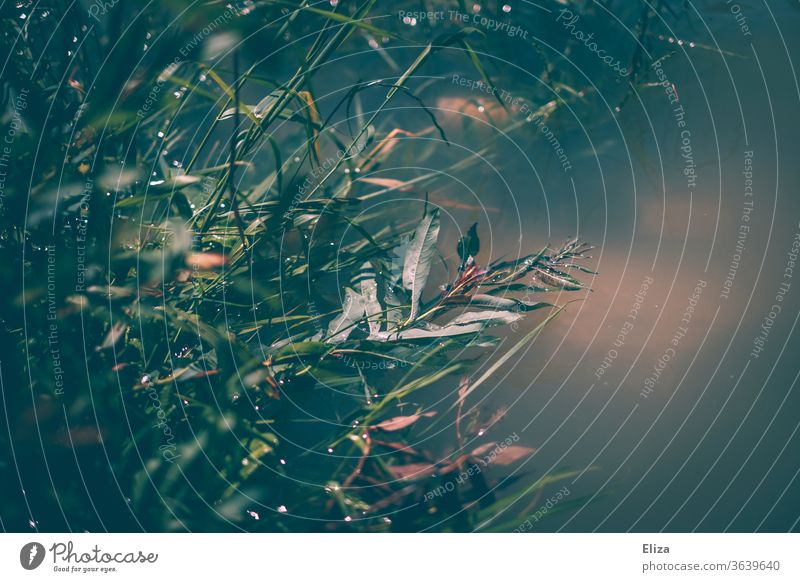 Plants on the banks of a lake or river reed grasses plants green Dreary Water Lake Pond River Nature Blue