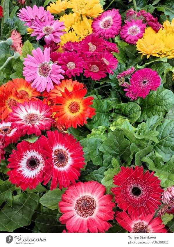 Colorful flowers of Gerbera jamesonii hybrids with green leaves in a Country Cottage Garden. Background for wedding greeting card banner, mother's day card, women's day, birthday. Close up, top view.
