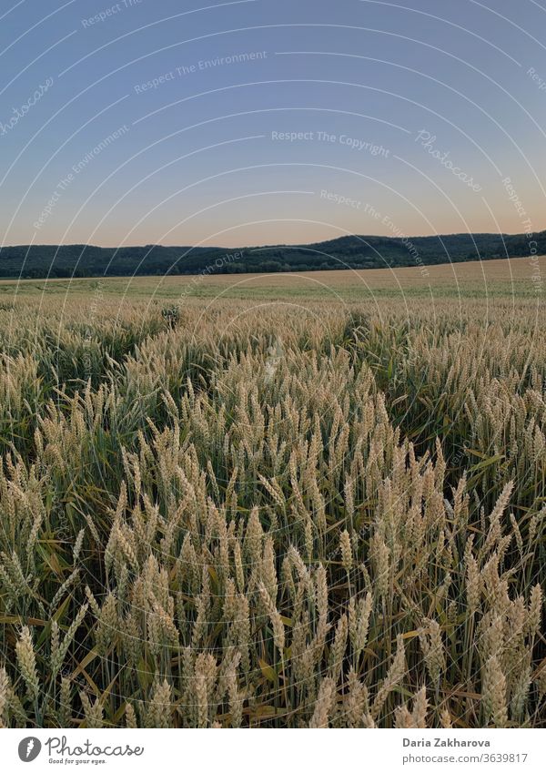 Rye meadow rye agriculture nature Calm Horizon Wheat Silent Mountain Rye field Field enjoying enjoyment Grain Summer Plant Environment Colour photo