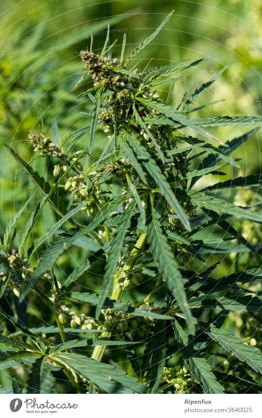 rabbit food Hemp hemp plant Hemp flower Cannabis Plant Deserted Agricultural crop Cannabis leaf Close-up Intoxicant Colour photo green Alternative medicine