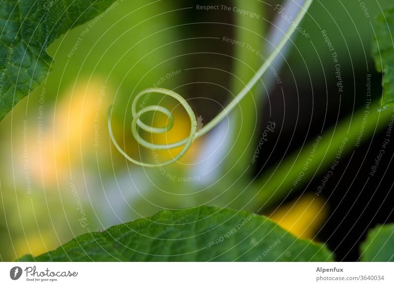 Double loop whorls curling curly curly-tailed Shallow depth of field Structures and shapes Abstract Plant Illuminate Colour Blur Deserted Pattern Colour photo