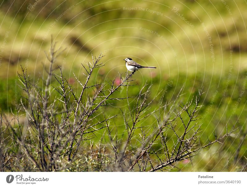 Just rest for a minute! - or a small wagtail rests on a bush. Wagtail birds Nature Animal Exterior shot Colour photo 1 Day Wild animal Animal portrait