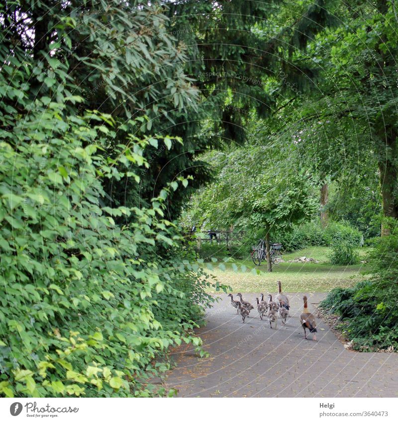 Family outing - Nile geese with 8 young animals walking along a path in the park Nile Goose birds Animal Animal family Baby animal Wild animal Exterior shot