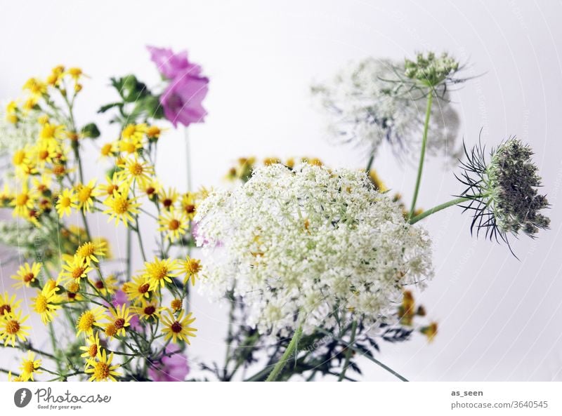 wild flowers Field flowers Yarrow purple Pink White green variegated Summery still life Nature Plant bleed Garden Meadow already Growth Deserted Blossoming