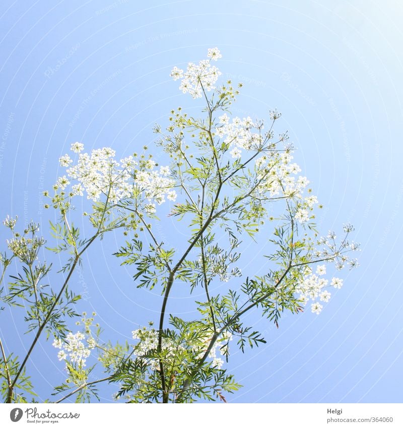 Plant summery... Environment Nature Cloudless sky Summer Beautiful weather Flower Leaf Blossom Wild plant Meadow Blossoming Stand Growth Esthetic Tall Natural