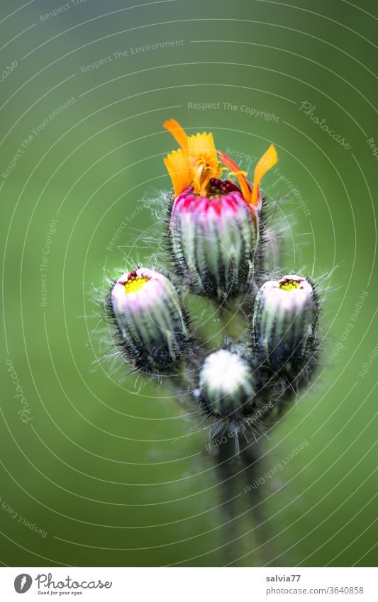 Orange-red hawkweed slowly unfolds the petals Nature flowers Bud Deploy Plant bleed green Summer Blossom leave pilous Macro (Extreme close-up) Colour photo