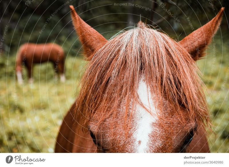 Horse with fringe hairstyle Sunbeam Day Light Exterior shot Alps Nature Nature reserve Effort Environment Hiking Mountain Beginning Brave Colour photo