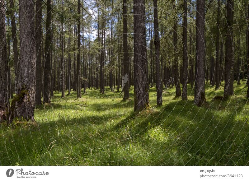 Forest with meadow and sunlight forest soils huts tree trunks Lawn Meadow Grass Light and shadow conifers Coniferous forest skylarks Nature Landscape Idyll