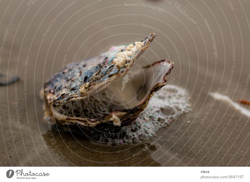 wash up clam on Baltrum Mussel Ocean Foam Beach Sand Coast Close-up Nature Vacation & Travel North Sea baltrum