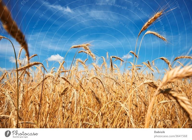 Rye ears are closing. Rye field on a summer day. Harvest concept Field grain Ear Wheat golden Farm Yellow Summer Gold Cereal Mature Agriculture Barley Landscape