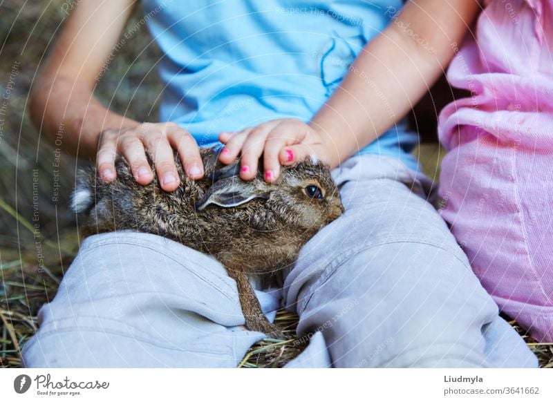 Children's hands  holding and stroking a baby wild hare, or leveret, against a hay background medicine cat health veterinarian female veterinary girl care