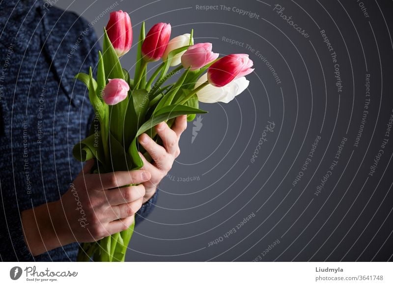 Male holding bunch of tulips. Colorful tulips in man's hands. Studio light. Soft focus. Spring flowers, pink, white and tulips in hands. Easter, Birthday, Mother's, Women's, Wedding Day concept.