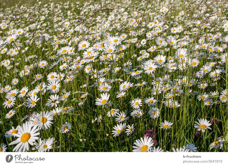 A sea of daisies, meadow with daisies Marguerite daisy meadow Meadow flowers Nature Plant bleed Summer Exterior shot spring Flower meadow Grass Blossoming