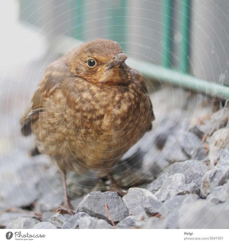 HUNGER - young thrush stands at the wayside and waits for food Throstle Blackbird fledglings birds Small youthful Wait hunger hungry plumage Fat puffed up