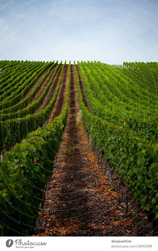 Vineyard.  One vine stick after the other . With a wide walkway . Right and left are the green vines. Wine growing Exterior shot Bunch of grapes Plant