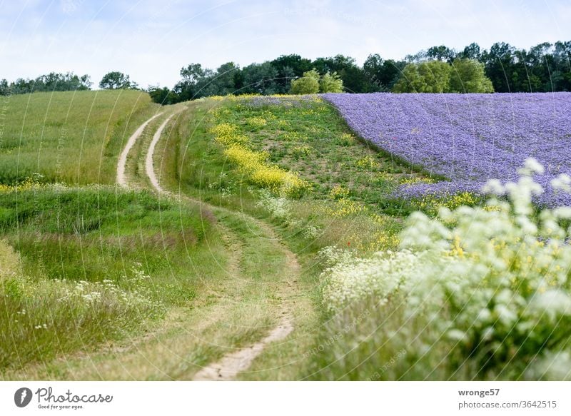 The field path winds in an S-shape along a purple flowering Phacelia field to the two lighthouses at Cape Arkona Nature Landscape fields Margin of a field