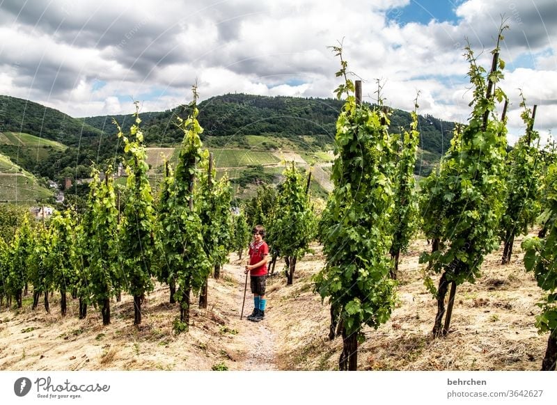 Wine Hiking Lanes & trails Hunsrück Moselle valley Wine growing Rhineland-Palatinate Mosel (wine-growing area) vine Vineyard Bunch of grapes Landscape Mountain