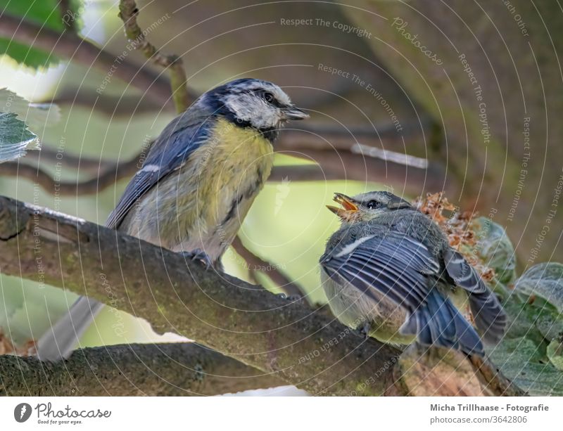 Blue tits feeding their young Tit mouse Cyanistes caeruleus Animal face birds Head Beak Eyes Feather Plumed Grand piano Claw Wild animal Twigs and branches tree