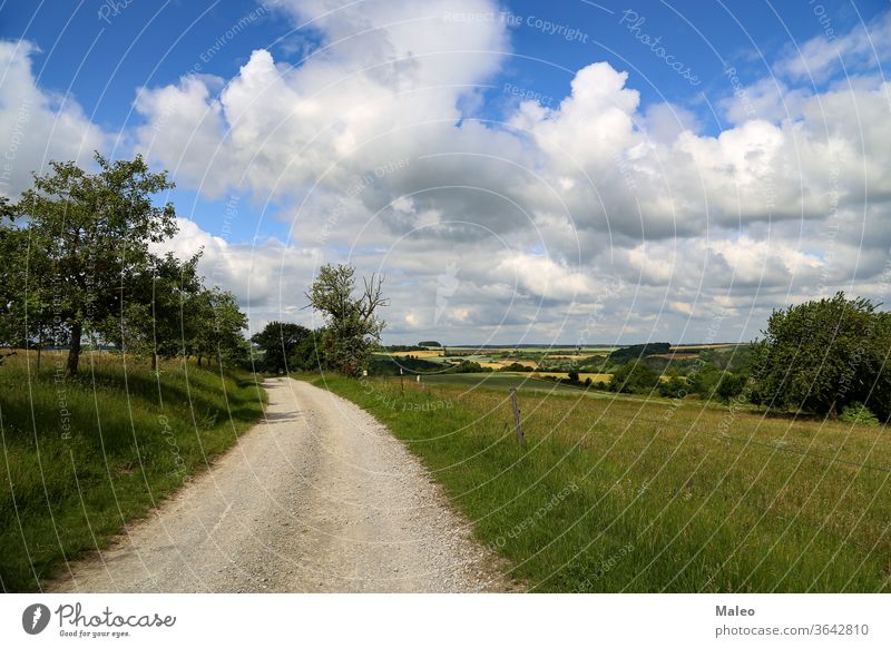 Summer landscape with fields, meadows and field road nature grass summer rural sky green sun tree dirt horizon weather spring blue cloud cloudscape non-urban