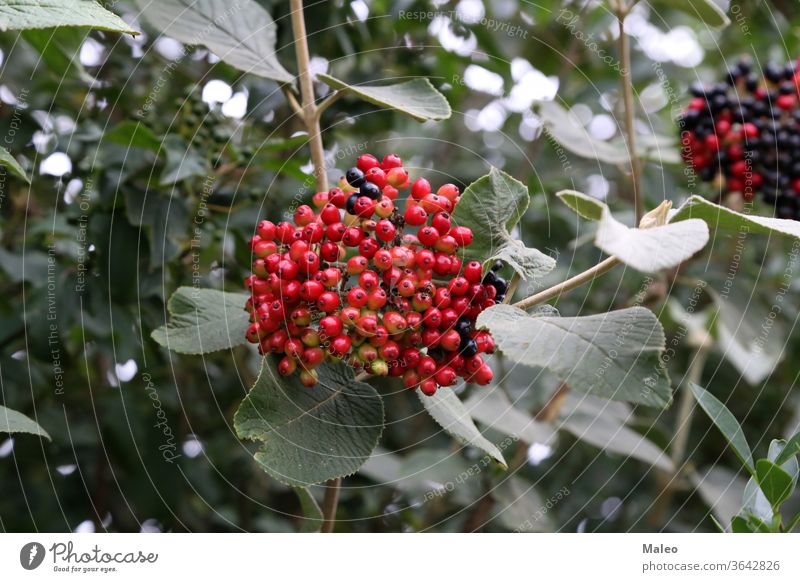 Elderberry ripen on the branches of a bush autumn botanical bunch cluster fruit green natural nature plant red colorful elder leaf ripening tree elderberry