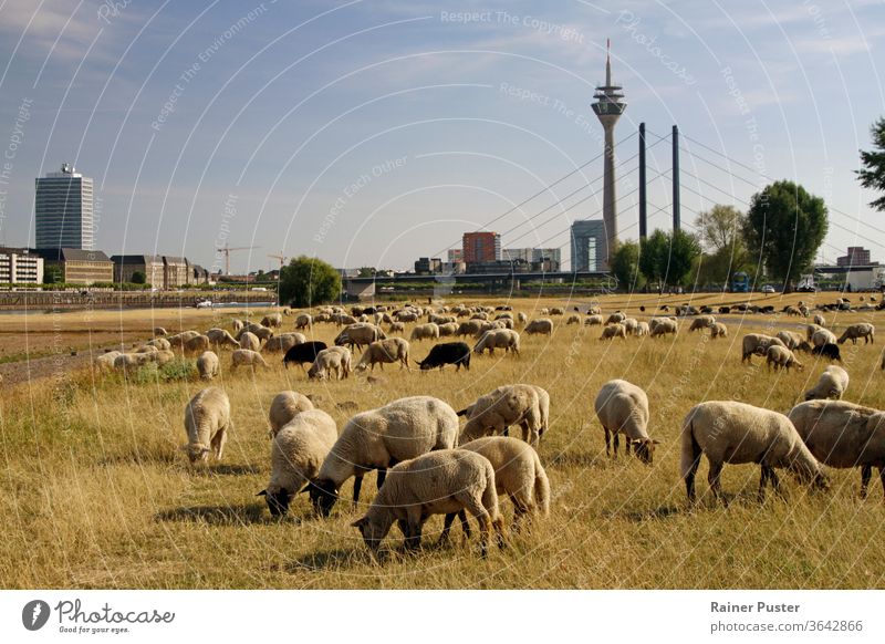 Flock of sheep grazing on a dry field in Düsseldorf, Germany animal beautiful blue city climate climate change dusseldorf düsseldorf environment flock of sheep